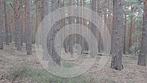 Panoramic pine forest in autumn