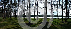 Panoramic Pine Trees