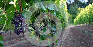 Panoramic of Pinot Noir Grapes photo