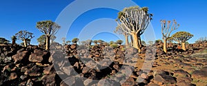 Panoramic quiver tree landscape - Namibia