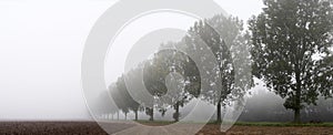 Panoramic - row of trees photo