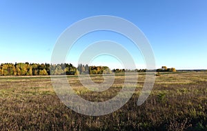 Panoramic rural autumn landscape with field and the forest on horison under clear cloudless blue sky