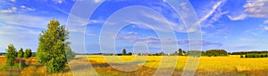 Panoramic rural landscape with birch