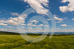 Panoramic rural landscape with idyllic vast green barley fields on hills and trails as lines leading to trees on the horizon, with