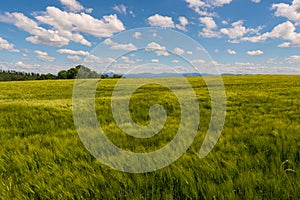 Panoramic rural landscape with idyllic vast green barley fields on hills and trails as lines leading to trees on the horizon, with