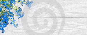 Panoramic Rustic light background with forget-me-not flowers photo