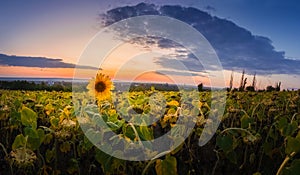 Panoramic scene of sunflower field over sunset sky background. Single late, yellow flowering plant among the crop of sunflower