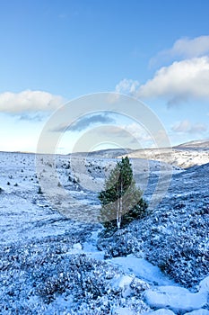 A panoramic scenic view of a snowy mountain trail track with small pine trees and mountain range summit in the background under a