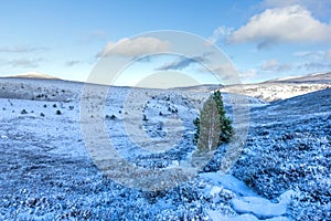 A panoramic scenic view of a snowy mountain trail track with small pine trees and mountain range summit in the background under a