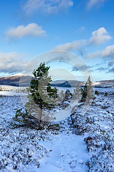 A panoramic scenic view of a snowy mountain trail track with small pine trees and mountain range summit in the background under a