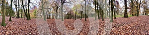 Panoramic shot of Englands oldest forest