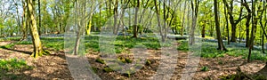 Bluebells in Bluebell wood with sunlight casting shadows through trees