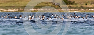 Panoramic shot of a a flock of dunlin birds flying against the lake in the daylight