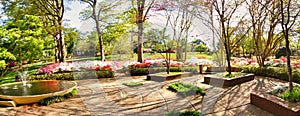 A panoramic shot in a garden with colorful azaleas in bloom.