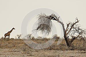 Panoramic shot of a giraffe standing on grassy plains with a dead tree in the foreground