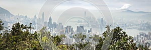 Panoramic shot of green leaves with city buildings in the distance under a cloudy sky