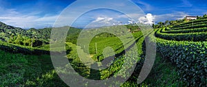Panoramic shot of green tea plantation