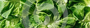 Panoramic shot of green wet fresh organic lettuce leaves with water drops.