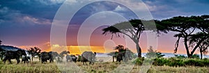 Panoramic shot of a group of elephants in the wilderness at sunset