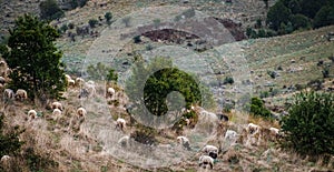 Panoramic shot of heard of sheep grazing on the mountains in Albania. A flock of sheep on the beautiful mountain meadow