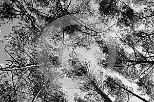 Panoramic shot, low angle view of the pine forest with tree silhouettes