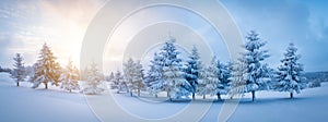 Panoramic shot of a row of trees in winter mountains. Sunrise behind the snow covered forest