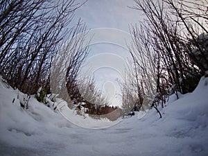 Panoramic shot of snow and trees