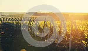 Panoramic shot of a summer vineyard at sunset