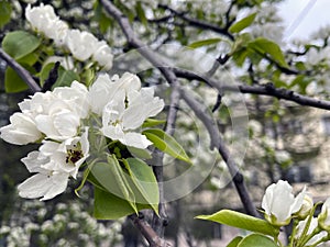 White spring flowers on a branch close-up