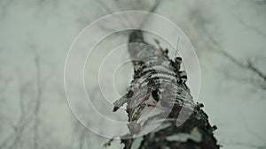 Panoramic shot of trunks of birch trees in winter forest