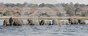 Panoramic side shot of elephants crossing the choebe river in south africa