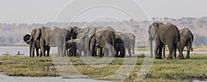 Panoramic side shot of elephants crossing the choebe river in south africa