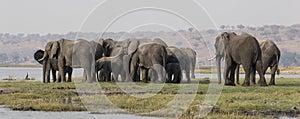 Panoramic side shot of elephants crossing the choebe river in south africa photo
