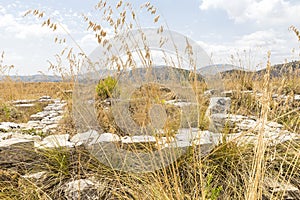 Panoramic SIghts of The Acropoli at Segesta Archaeological Park in Trapani, Italy.