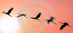 Panoramic Silhouette of Painted Stork flying against the setting