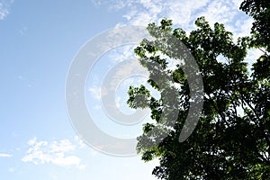 panoramic sky with beautiful trees as a background