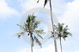 panoramic sky with coconut trees