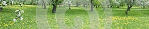Panoramic spring landscape with blossoming apple tree branch on blurred garden background