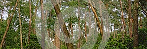 Panoramic spruce forest detail in Flanders