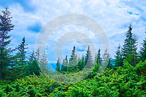 Panoramic Subalpine forest of Mount Hoverla, Carpathians, Ukraine