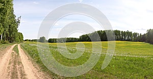 Panoramic Summer Field