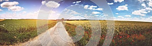 Panoramic summer landscape with country road and poppy flowers