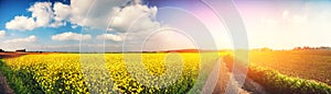 Panoramic summer landscape with rapeseed field