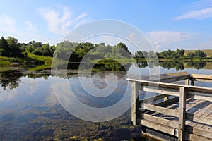 Panoramic summer scenery with fresh green foliage in the forest preserve. Spring natural background