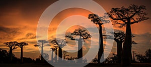 Panoramic sunset on the Avenue or Alley of the Baobab, Menabe, Madagascar