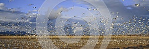 A panoramic of thousands of migrating snow geese and Sandhill cranes taking flight over the Bosque del Apache National Wildlife Re photo