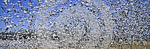 A panoramic of thousands of migrating snow geese taking flight over the Bosque del Apache National Wildlife Refuge, near San Anton photo