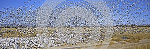 A panoramic of thousands of migrating snow geese taking flight over the Bosque del Apache National Wildlife Refuge, near San Anton