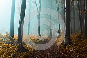 Panoramic trail in foggy forest. Creepy light inside the forest during autumn misty morning. Fairy tale woods