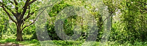 Panoramic Tropical rain forest jungle in Thailand